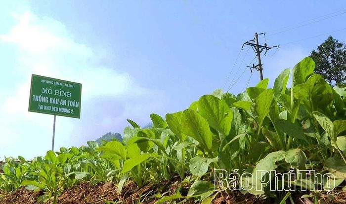 Những luống rau xanh, an toàn đang mở hướng đi mới trong phát triển kinh tế tại khu Đèo Mương 2.