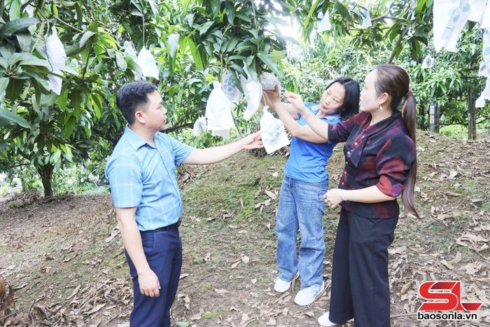 Cán bộ Trung tâm Dịch vụ tổng hợp xã Chiềng Hặc kiểm tra việc bao trái xoài tại vùng trồng xuất khẩu.