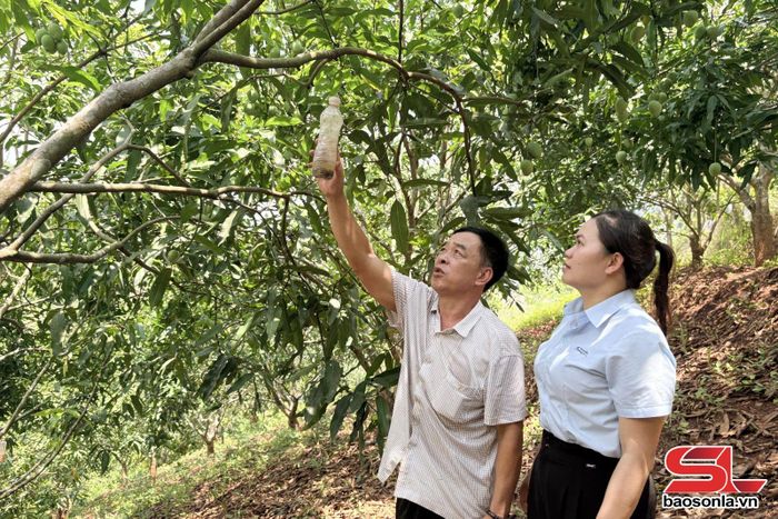 Cán bộ Trung tâm Khuyến nông và Chuyển đổi số hướng dẫn nông dân xã Yên Châu đặt bẫy ruồi vàng bảo vệ diện tích xoài.