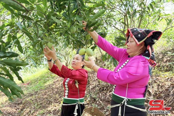 Thành viên HTX Nông nghiệp Xuân Tiến chăm sóc xoài tròn phục vụ xuất khẩu.