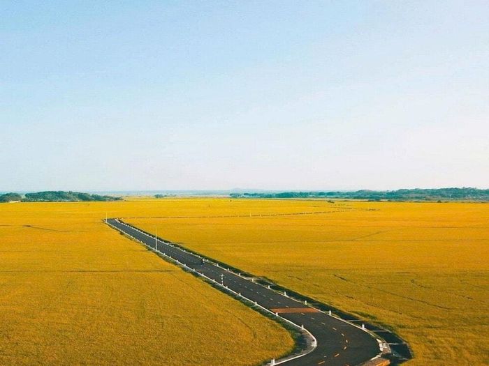 Một cánh đồng lúa tại địa bàn huyện Đất Đỏ (tỉnh Bà Rịa - Vũng Tàu cũ) nay là TP. Hồ Chí Minh