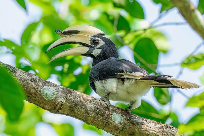 Tác phẩm “Cao cát bụng trắng” của Trần Bảo Huy. Tác giả không giấu được sự tự hào khi chụp được hình ảnh mạnh mẽ của loài chim ấy trở thành biểu tượng cho khát vọng bay cao của tuổi trẻ…