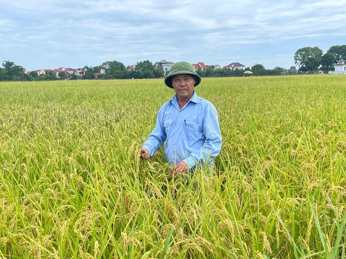 Hệ thống MRV sẽ gồm 5 bước và 3 cấp thực hiện. Dữ liệu sẽ được thu thập từ đơn vị triển khai dự án hoặc tổ chức tư vấn, sau đó tổng hợp ở cấp xã, chuyển lên Sở Nông nghiệp và Môi trường trước khi cập nhật vào hệ thống tập trung do Cục Trồng trọt và Bảo vệ thực vật quản lý. Ảnh: PV