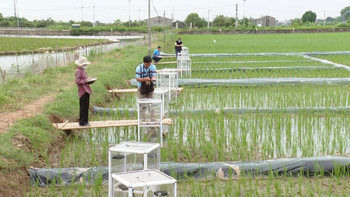 Mô hình sản xuất lúa giảm phát thải tại xã Ứng Hòa. Ảnh: Phùng Lương