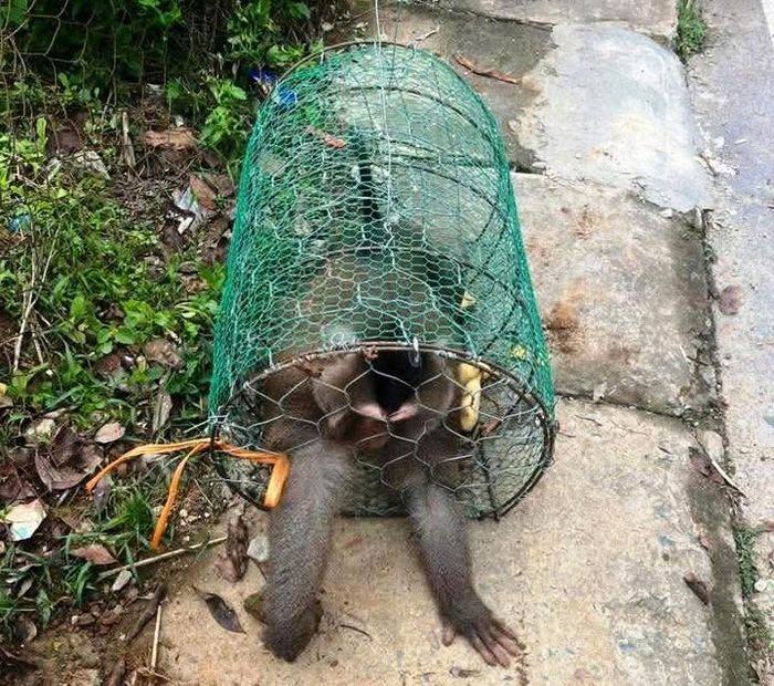 Cá thể khỉ bị bắt giữ sáng 13/5. Ảnh: B.Y