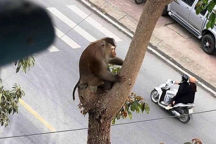 Leo trèo trên cây ở khu dân cư. Ảnh: T.T