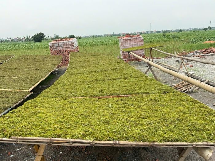 Tranh thủ thời tiết nắng to để phơi thuốc, thuốc được nắng sẽ vàng đẹp, đượm vị