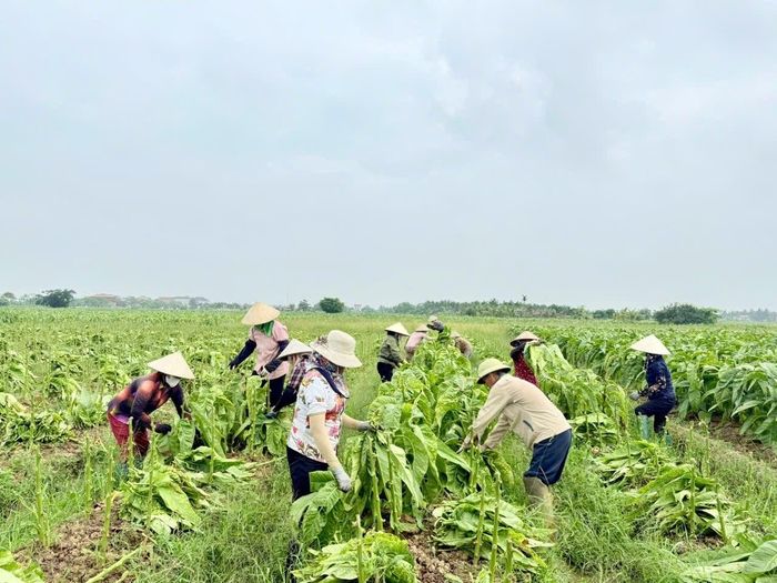 Vào độ cuối tháng 5 đầu tháng 6 là người nông dân trồng thuốc lào ở Tân Minh lại bất bật xuống đồng thu hoạch thuốc