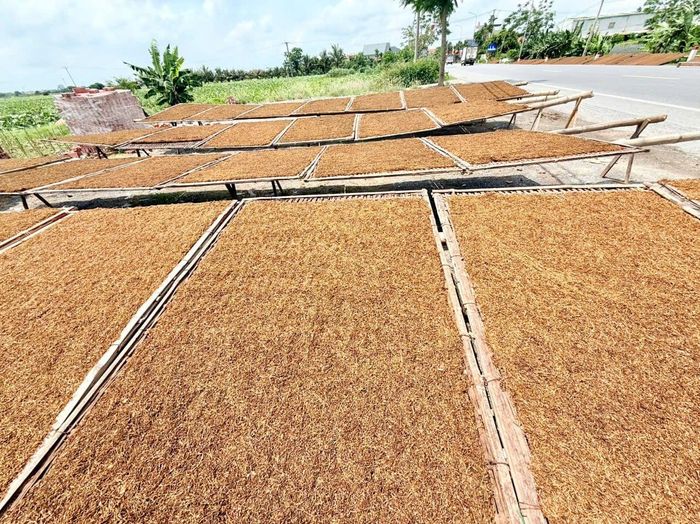 Thuốc lá phải phơi đủ nắng, khi nào sợi thuốc khô kiệt, chuyển màu nâu sẫm, nâu hạt cau hoặc vàng có mùi thơm là được mẻ thuốc