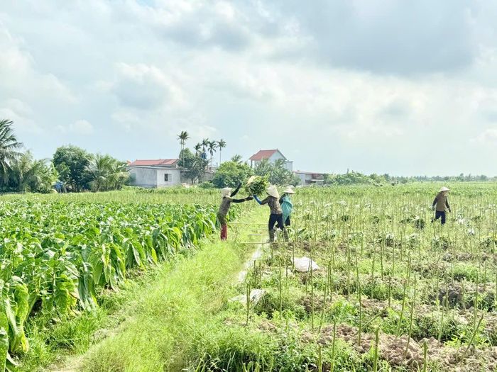Lá thuốc căng, mọng, “no nhựa” được người dân thu hái dưới cái nắng oi ả đầu hè