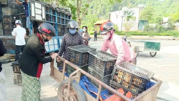 Chính quyền cấp xã ở tỉnh Quảng Trị hỗ trợ giống vật nuôi cho người dân.