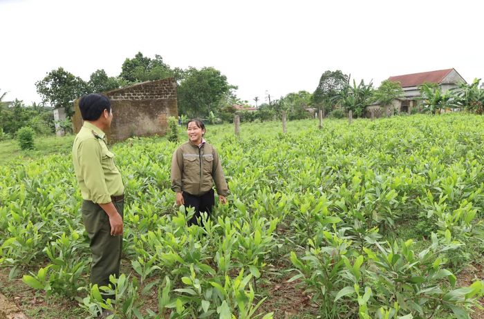 Vườn ươm giống cây keo lai đầu dòng tại xã Trường Phú - Ảnh: V.L