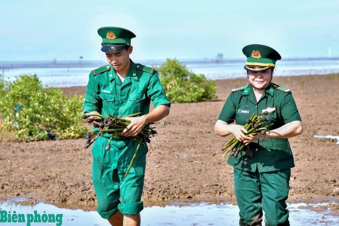 Ngay sau lễ phát động, cán bộ, chiến sĩ, đoàn viên, thanh niên và nhân dân địa phương tham gia trồng rừng phòng hộ ven biển. Ảnh: Văn Long