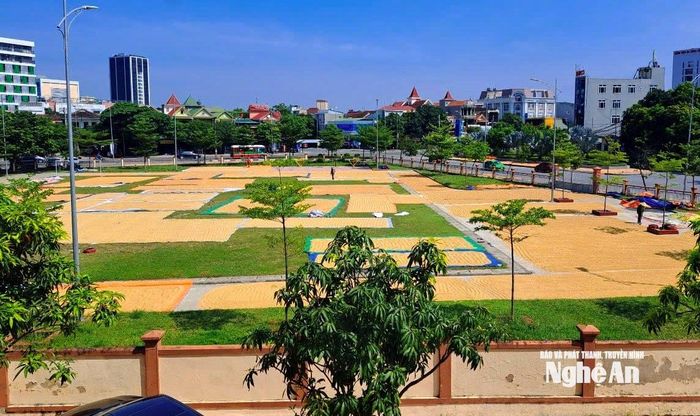 Sân vận động Hưng Dũng, phường Trường Vinh được người dân tận dụng làm nơi phơi lúa vào vụ mùa. Ảnh: Q.A