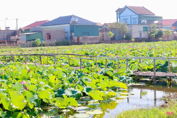 Tại thôn Hội Minh (xã Đan Hải), đầm sen rộng hơn 15.000 m² của ông Võ Văn Hiền đang vào mùa nở rộ, khoe sắc hồng dịu dàng giữa nền lá xanh mướt. Sắc sen không chỉ góp phần làm đẹp cảnh quan mà còn tạo nên một không gian sinh thái trong lành, yên bình.