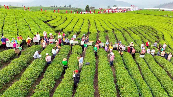 Du khách thăm quan, chụp ảnh tại đồi chè Lai Châu.