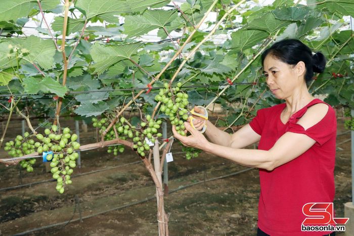 Thành viên HTX nông nghiệp Mường Tấc, xã Phù Yên chăm sóc nho.