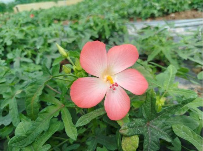 Hoa Sâm Bố Chính tại vườn dược liệu Cơ sở cai nghiện ma túy số 3 TP Hà Nội.
