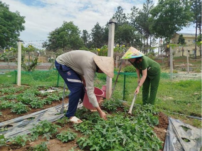 Học viên cai nghiện và cán bộ chiến sĩ cùng lao động chăm sóc cây sâm bố chính.