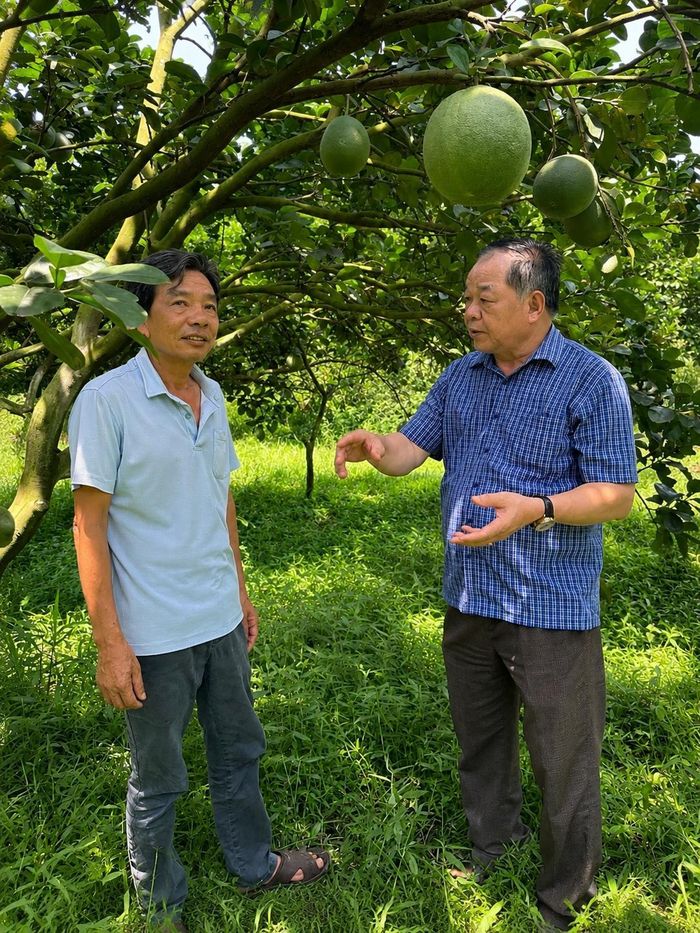 TSKH Hà Phúc Mịch trao đổi cùng ông Bùi Thiện Trúc về hướng canh tác hữu cơ và giải pháp giữ hệ sinh thái cho vườn bưởi.