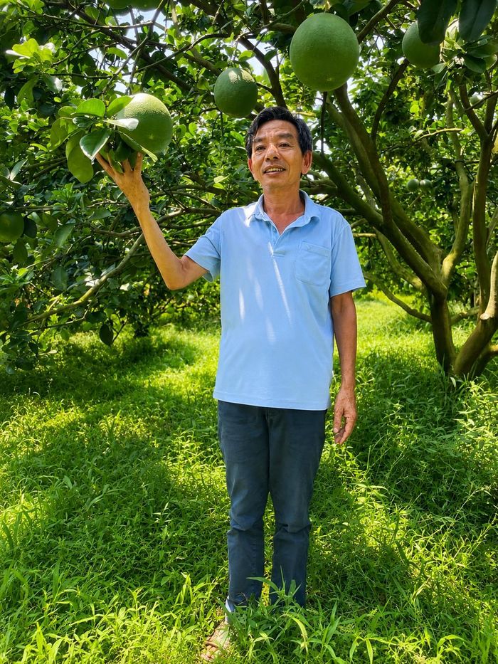 Ông Bùi Thiện Trúc giới thiệu những trái bưởi hữu cơ được chăm sóc theo hướng thuận tự nhiên tại khu vườn của gia đình.
