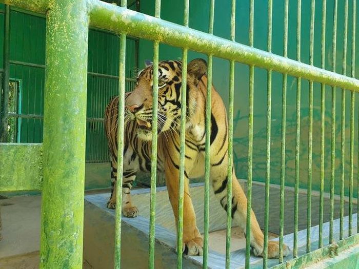 Mỗi chuồng hổ đều có bể chứa nước lớn được thay mới thường xuyên để hổ tắm, giảm thân nhiệt.