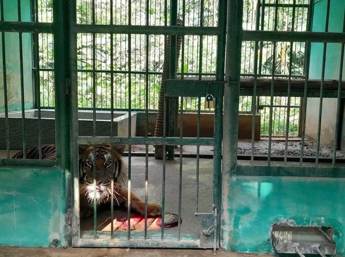 Cán bộ chăm sóc thường xuyên bổ sung đá lạnh vào khẩu phần ăn của hổ.