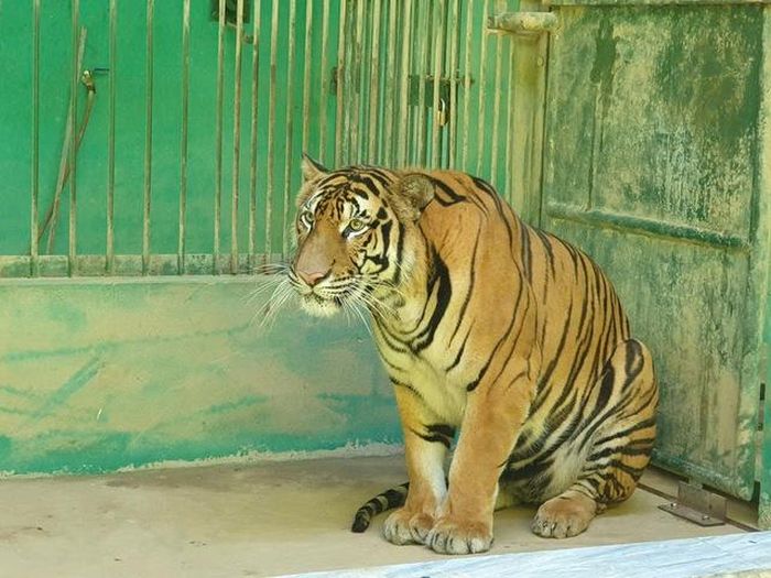 Trung tâm Cứu hộ, Bảo tồn và Phát triển sinh vật, Vườn Quốc gia Phong Nha – Kẻ Bàng hiện đang nuôi 7 cá thể hổ Đông Dương.
