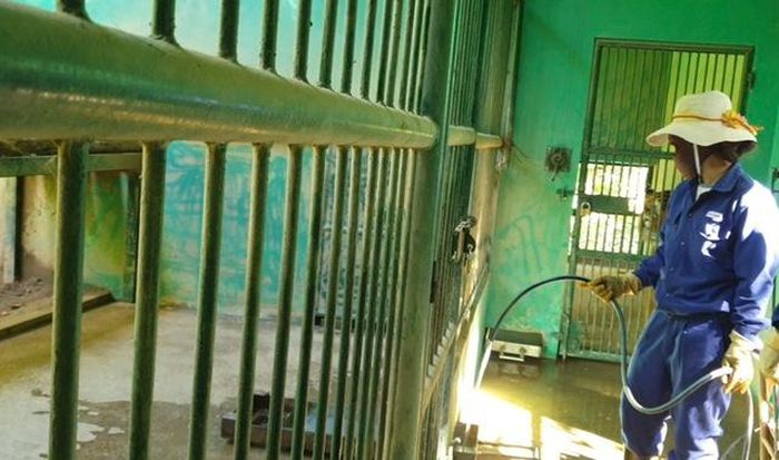 Các nhân viên chăm sóc hổ thường xuyên vệ sinh chuồng trại, cung cấp nước sạch.