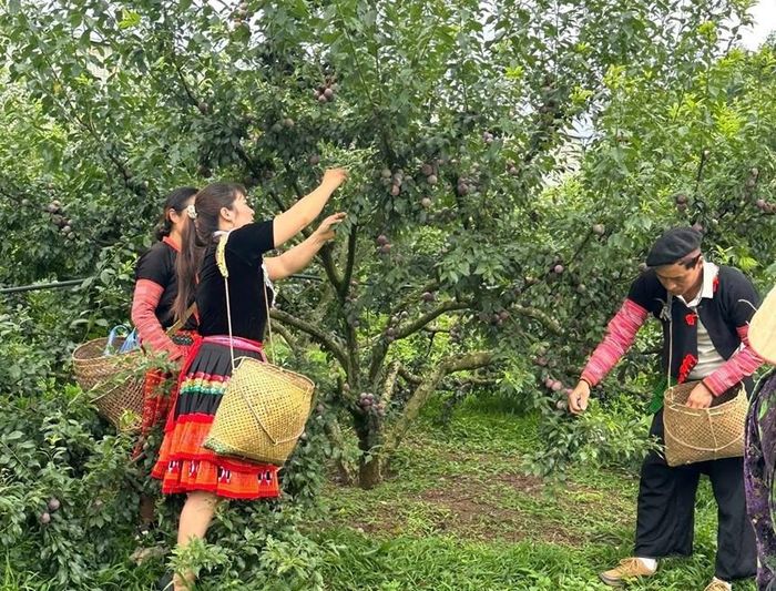 Phiêng Khoài chào đón du khách gần xa đến trải nghiệm một mùa trái ngọt khó quên