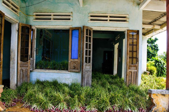  Một ngôi nhà phủ kín hành tím. Ảnh: NGUYỄN TRANG 