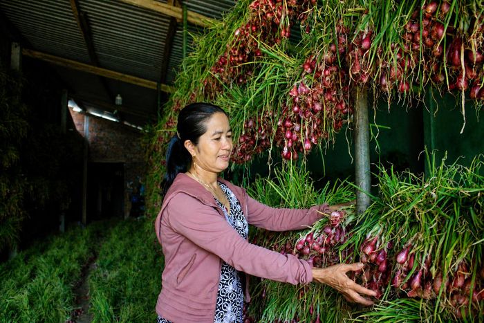  Hành tím được mùa, nhà nhà phấn khởi. Ảnh: NGUYỄN TRANG 