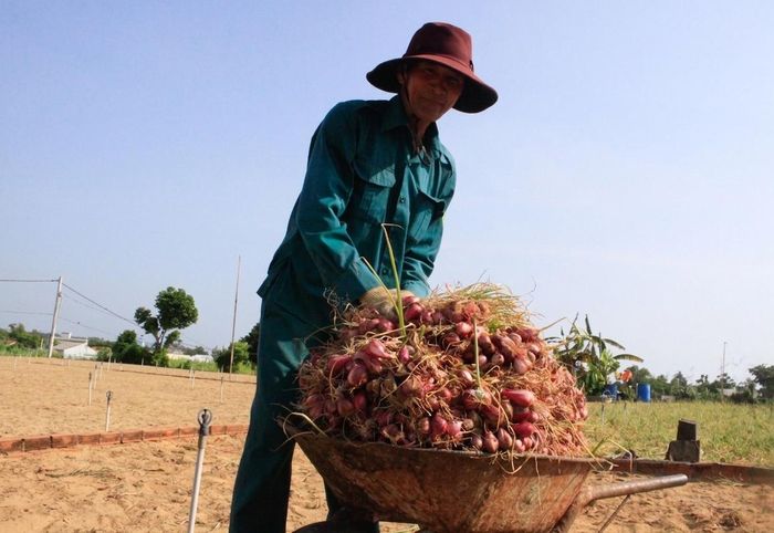 Vận chuyển hành tím từ ruộng. Ảnh: NGUYỄN TRANG 