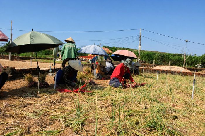  Thôn Thanh Thủy, xã Vạn Tường hiện có 120ha diện tích trồng hành, là vùng chuyên canh thứ 2 của tỉnh chỉ sau đặc khu Lý Sơn. Ảnh: NGUYỄN TRANG 
