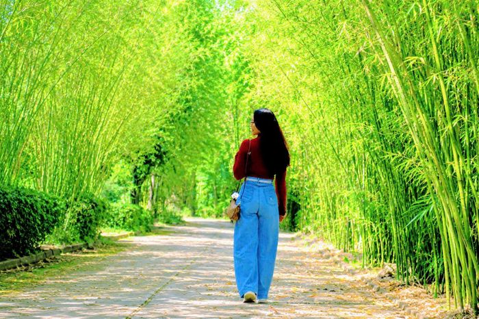 Du khách đi dạo dưới con đường tre xanh mướt