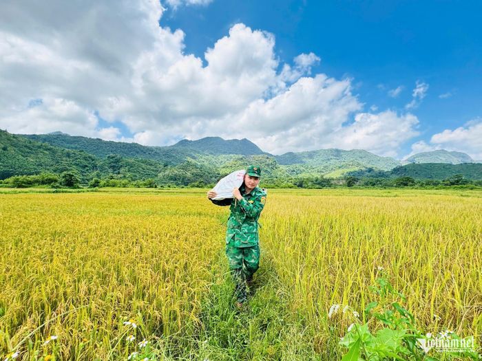 Hình ảnh áo xanh biên phòng nổi bật giữa cánh đồng lúa chín vàng.