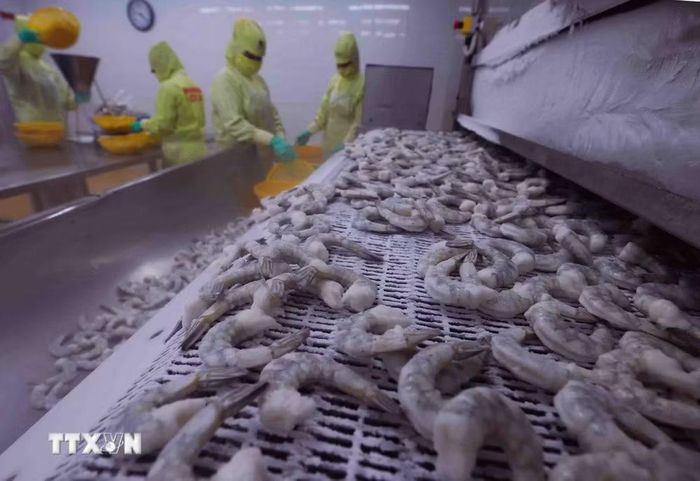 Cấp đông sản phẩm tôm xuất khẩu. (Ảnh: Vũ Sinh/TTXVN)