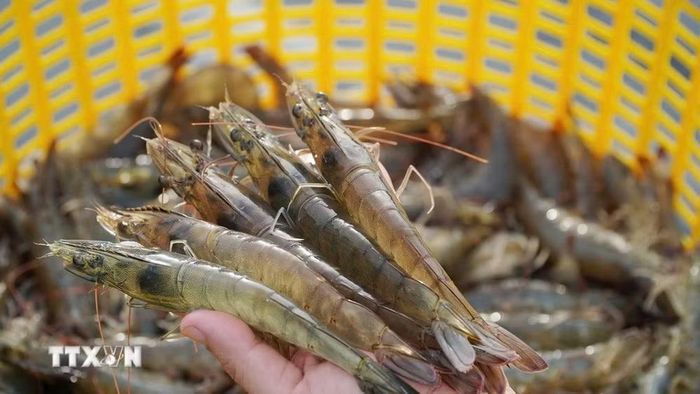 Giá tôm nguyên liệu hiện có mức giá cao trong khoảng 1 năm trở lại đây. (Ảnh: TTXVN phát)