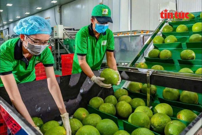 Doanh nghiệp xuất khẩu bưởi chủ động hoàn thiện quy trình đóng gói, truy xuất nguồn gốc đáp ứng yêu cầu thị trường Trung Quốc.