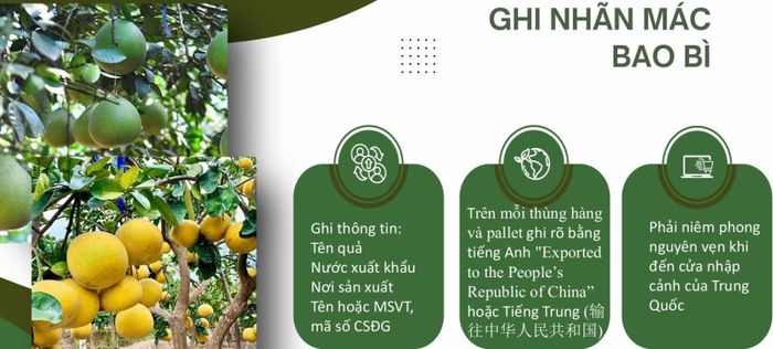Ghi nhãn mác bao bì trong quá trình đóng gói sản phẩm xuất khẩu. Ảnh: Cục Trồng trọt và Bảo vệ thực vật.