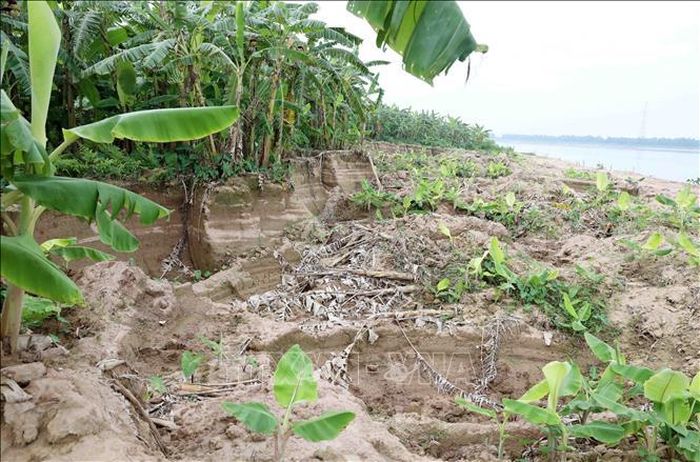 Hàng nghìn mét khối đất tại cánh đồng thôn Phương Trù, xã Châu Ninh (Hưng Yên) bị đào, múc trộm. Ảnh: Thế Duyệt/TTXVN