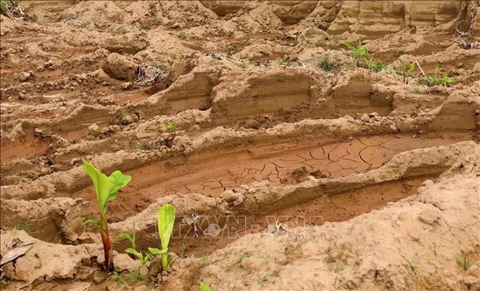 Hàng nghìn mét khối đất tại cánh đồng thôn Phương Trù, xã Châu Ninh (Hưng Yên) bị đào, múc trộm. Ảnh: Thế Duyệt/TTXVN