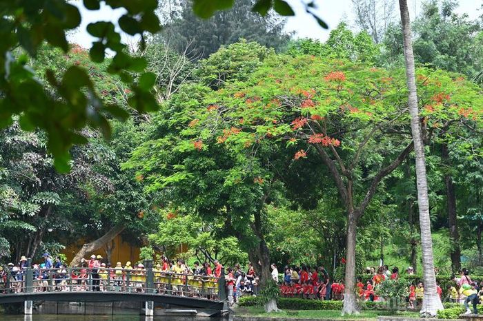 Khuôn viên Khu di tích Chủ tịch Hồ Chí Minh rực rỡ sắc hoa phượng đỏ giữa mùa hè 2026. Ảnh: Nam Nguyễn