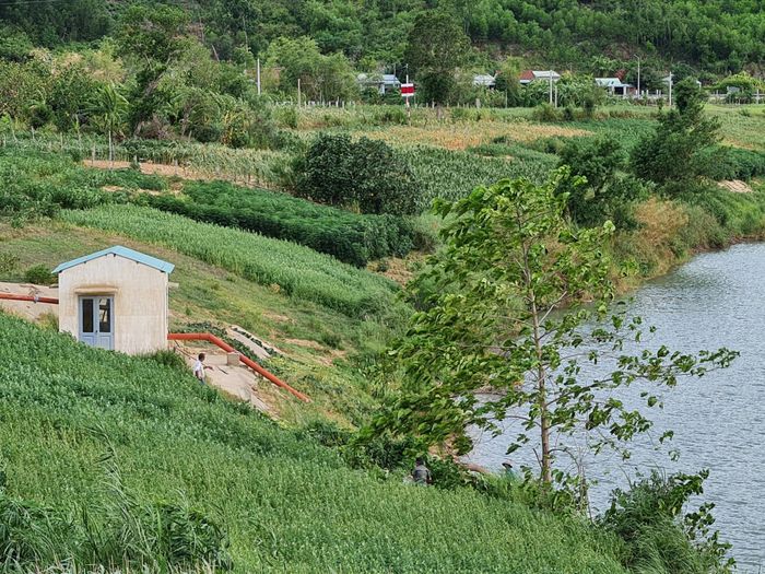 Trạm bơm chống hạn trên sông Thu Bồn, xã Nông Sơn. Ảnh: HOÀNG LIÊN