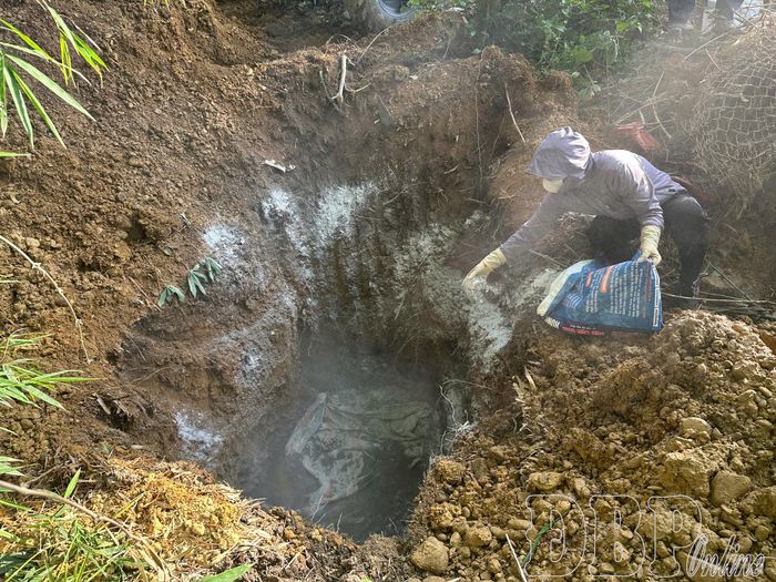 Vôi bột rắc dày khu vực tiêu hủy lợn bệnh.