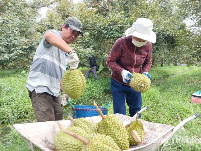 Khắc phục tình trạng sầu riêng nhiễm Cadimi là một trong những công việc cần tập trung thực hiện trong giai đoạn hiện nay.