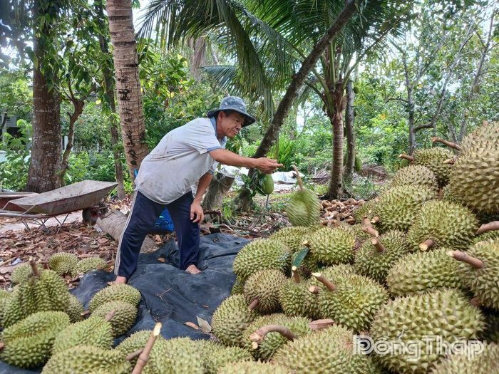Giá sầu riêng trên địa bàn tỉnh giảm sâu do ách tắc khâu kiểm nghiệm.
