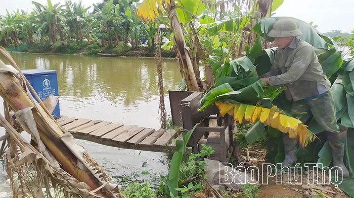 HTX Chăn nuôi thủy sản và dịch vụ nông nghiệp Thiên Dương, xã Vĩnh Chân tận dụng phụ phẩm nông nghiệp làm thức ăn cho cá, tiết kiệm chi phí, tăng hiệu quả kinh tế.