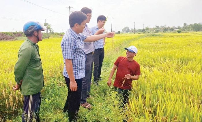 Các địa phương sử dụng giống lúa xác nhận đạt khoảng 95% diện tích gieo cấy 