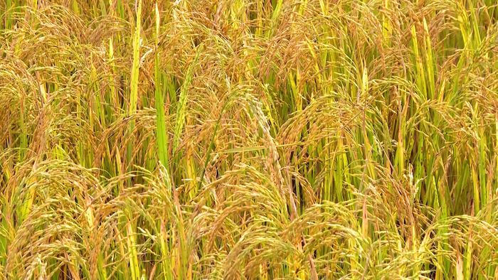 Sự trỗi dậy của một vùng quê biên cương đang minh chứng sinh động cho những chủ trương, chính sách đúng đắn của Đảng và Nhà nước.